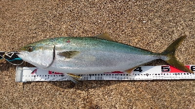 朝マヅメ不発、昼過ぎにメジロ