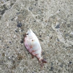 苅屋海岸のキス釣り