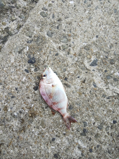 苅屋海岸のキス釣り