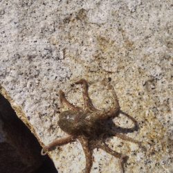 室津のキス釣り