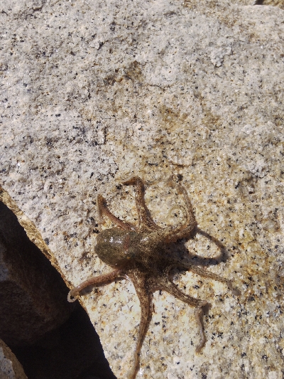 室津のキス釣り