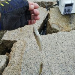 室津のキス釣り