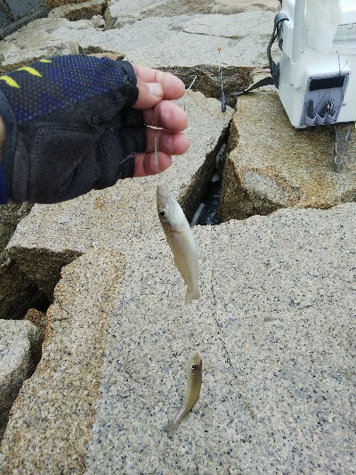 室津のキス釣り