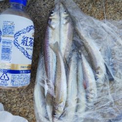 室津のキス釣り