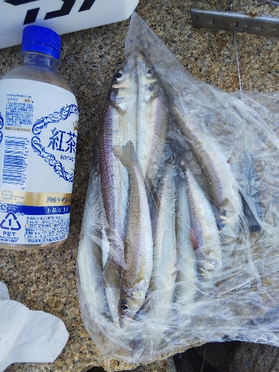 室津のキス釣り