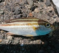 今年２回目のカワハギ狙い