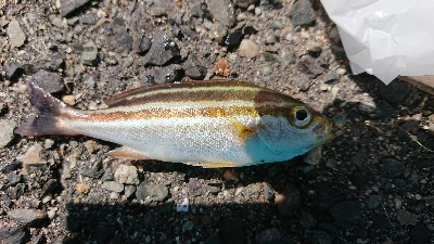今年２回目のカワハギ狙い