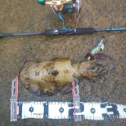 イカの気持ちは秋の空