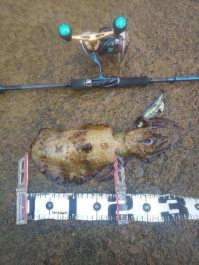 イカの気持ちは秋の空