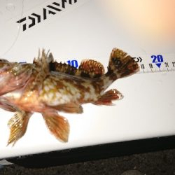 アジングからの青物