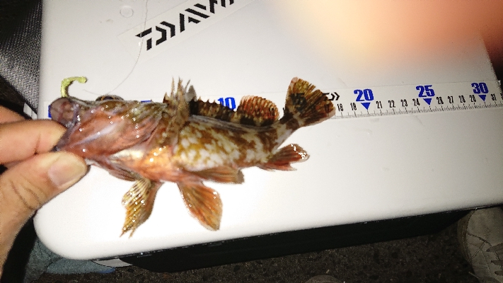 アジングからの青物