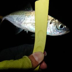 なかなかのサイズ