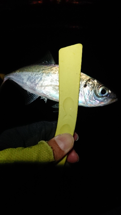 なかなかのサイズ