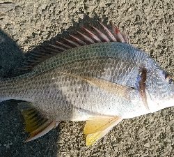 久しぶりの年無しクラス