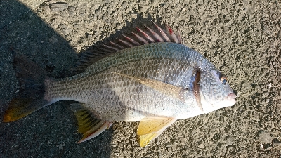 久しぶりの年無しクラス