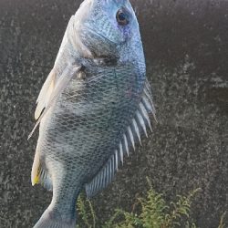 やっぱり上げが釣れる