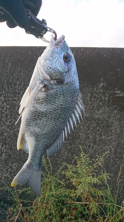 やっぱり上げが釣れる