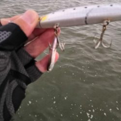 今季初ハマチゲット