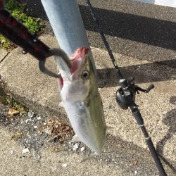 マズメは逃したが