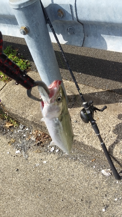 マズメは逃したが