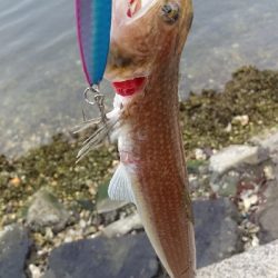 キズだらけのサゴシ