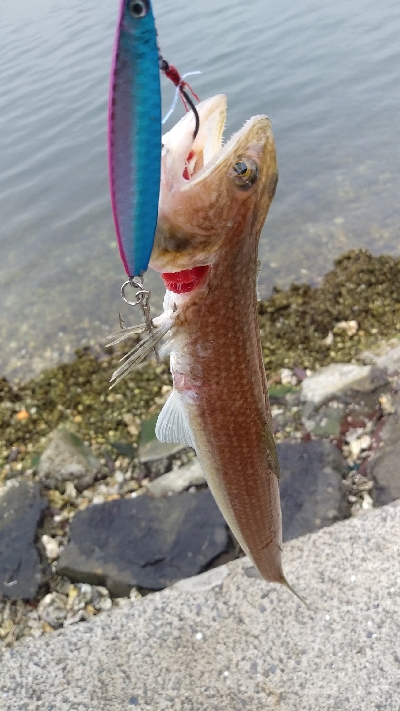 キズだらけのサゴシ