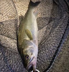 また厳しくなりましたね･・