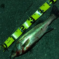 久々のシーバス