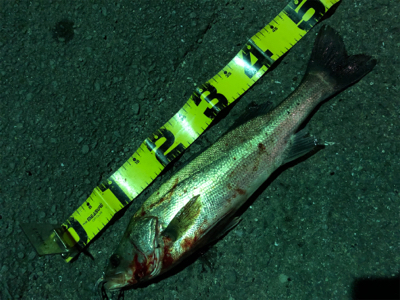 久々のシーバス