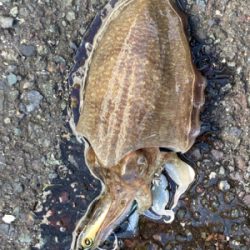 意外な奴が、、、