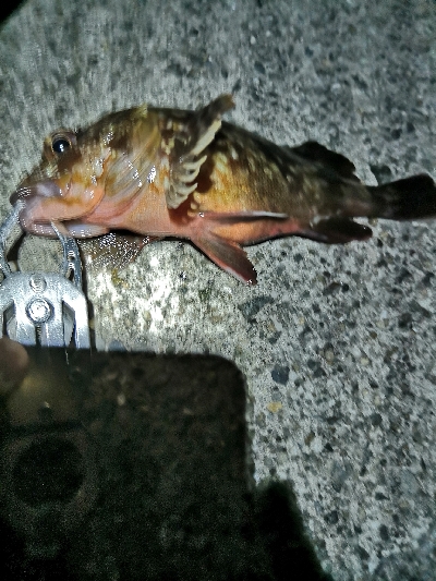 根魚は裏切らない