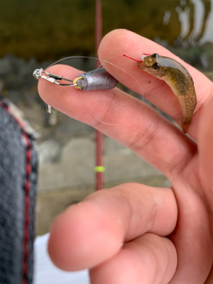 湾奥河川〜ハゼ釣り