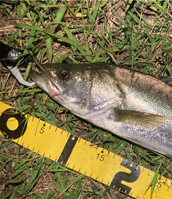 スミス（サラナ80f）月夜にシーバスフィッ…