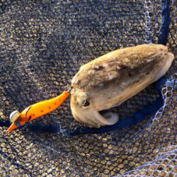 ライトエギングでランガン！