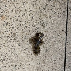 秋イカ秋イカ秋イカ