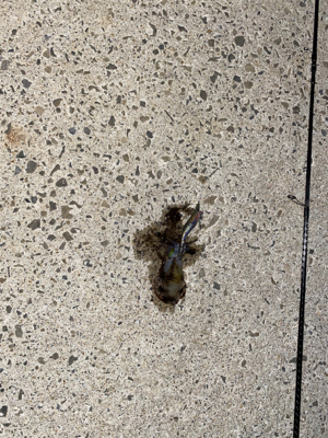 秋イカ秋イカ秋イカ