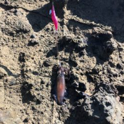 アオリイカサイズすこしずつ上がってる?