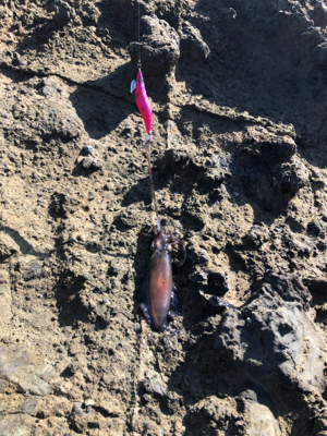 アオリイカサイズすこしずつ上がってる?