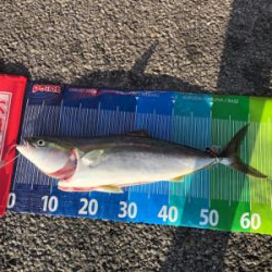 ロックショアで朝まづめ