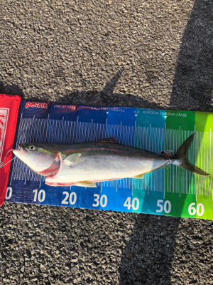 ロックショアで朝まづめ