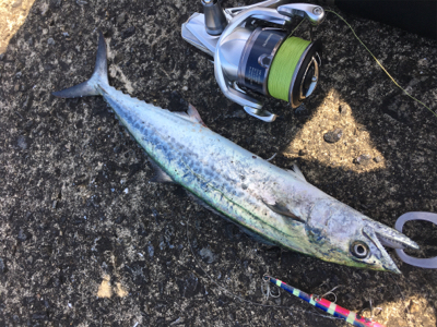 真昼間のサゴシ祭