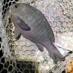 根魚狙いがグレとチヌ