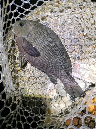 根魚狙いがグレとチヌ