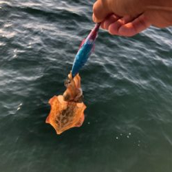 エギング、ショアジギング