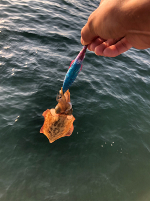 エギング、ショアジギング