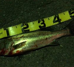 ようやくシーバス