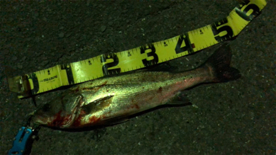 ようやくシーバス