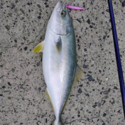 エギングロッドでハマチ!!