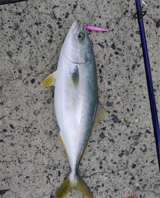 エギングロッドでハマチ!!