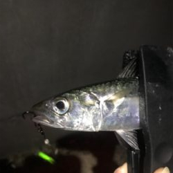 いるのはいる。